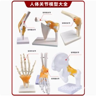 臺灣出貨人體膝關節模型功能肩肘手腳髖可動骨骼醫學骨架六大關節 2TAJ