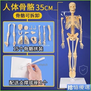 💯臺灣出貨🚚兒童醫學早敎骨骼模型組裝人體模擬骨架骷髏人可動模型骨頭人 人體器官模型