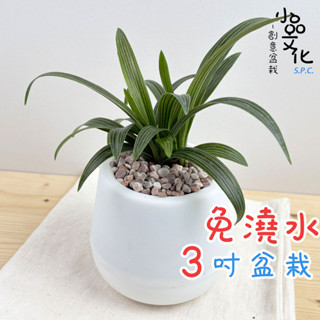 【小品文化】蘭花草【現貨】3吋雪胖免澆水盆栽 室內植物 辦公室盆栽 懶人盆栽 水培植物 水培盆栽 植栽