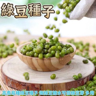 🌷【綠豆種子】🌱 結莢密高產綠豆種子 綠豆可用於發綠豆芽 做綠豆糖水等 早熟速生豆子發芽率高