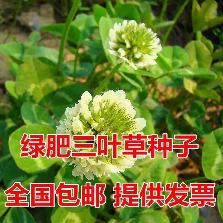 種子 進口草坪種子暖季型草籽紅花酢漿草三葉草白花三葉草四季種籽包郵/種籽蔬菜