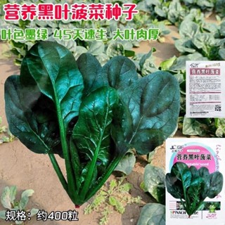 種子 黑葉菠菜種子 大肉黑菠菜種籽 大葉紅根矮腳波菜四季耐抽苔蔬菜種/種籽蔬菜