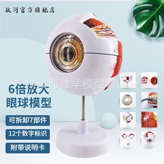正品高階專業版人體眼球解剖模型眼睛解剖結構五官眼科模型