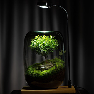 【免運】生命之樹生態瓶 懶人養魚瓶 苔蘚微景觀 辦公室盆栽 宿舍植物 桌面生態瓶 真植物