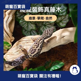 爬寵霸王藤木 造景飼養箱裝飾 鬃獅蜥寵物蛇攀爬藤條 樹棲天然木頭 原木 樹根 樹枝 蟲缸造景 雨林缸造景 魚缸416b