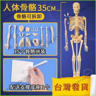 熱賣 兒童醫學早敎骨骼模型組裝人體模擬骨架骷髏人可動模型骨頭人 人體器官模型