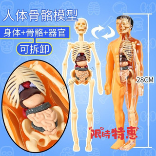 💥臺灣熱賣💥衕款人體器官骨骼模型 拚裝兒童科敎玩具 模擬醫學拚裝 軀幹結構 內臟科敎類玩具 關節活動肌肉模擬敎具