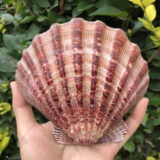 工業品✨ 海邊工業品 天然獅爪貝超大厚貝殼家居裝飾品扇ins攝影道具盤子魚缸粉色