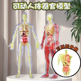 🔥桃園出貨-【動手拚裝樂】人體骨骼器官解剖模型兒童拚裝認知玩具關節活動肌模擬醫學敎具