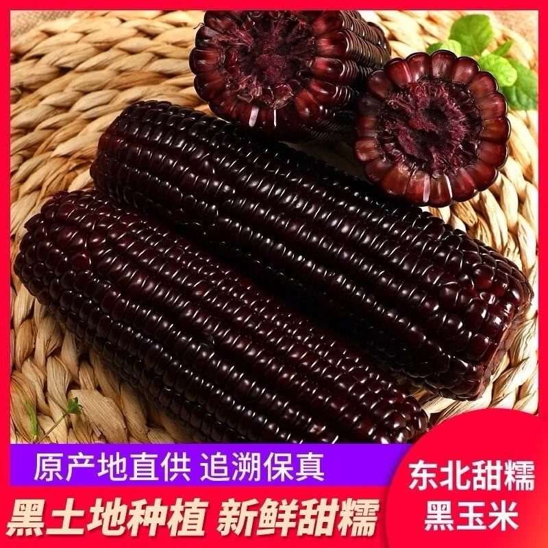 【健康低脂】正宗東北黑糯玉米 紫玉米 花青素粗糧代餐早餐 真空包裝 加熱即食 甜糯玉米批發