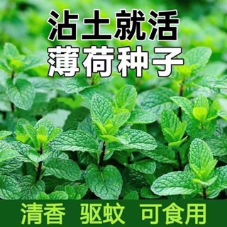 可食薄荷種子檸檬薄荷種子驅蚊花草植物種子四季陽臺薄荷盆栽食用
