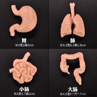 🔥免運🔥臺灣24H📣兒童早教教具模擬人體器官大腦心臟胃腸肺肝臟腎臟小模型玩具