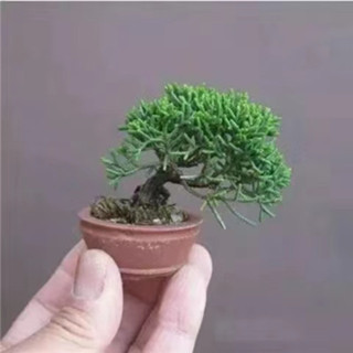🌺花財花 🌺日式園藝造景微型花卉盆栽植物種子好養活好栽培多肉迷你楓樹 月季 梔子花種子微型盆栽矮化種子