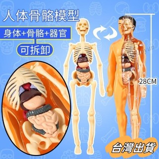 臺灣出貨 人體器官玩具人體骨架模型模擬醫學拚裝軀幹結構內臟科敎類玩具 人體器官模型 骨骼模型
