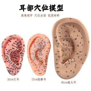 包郵!針灸按摩耳朵穴位經絡模型超清晰中醫耳朵針灸按摩耳穴教學練習人體模型 教學 模型 穴位 關節骨架 模具