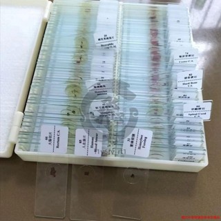 實驗器材 顯微鏡配件 動植物人體組織生物標本 切片200片裝 學生顯微鏡實驗玻片 標本盒i1y6rv_rt1