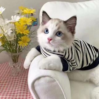 🌺臺灣限時低價🌺夏天ins寵物狗狗貓咪衣服四季潮牌帥氣小奶英短布偶貓咪兩腳衛衣