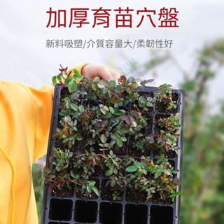 🔥臺灣熱賣🔥長方形育苗穴盤 育苗盤 多肉葉插盤 花卉扡插盤 秧苗盤 草莓育苗盤 苗場專用育苗穴盤 蔬菜專業用培養盤