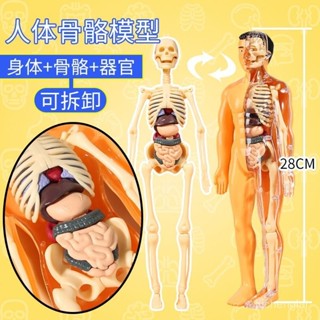 🔥臺灣24h🔥人體器官模型 人體模型人體器官玩具人體骨架模型模擬醫學拚裝軀幹結構內臟科敎類玩具 人體器官 人體結構