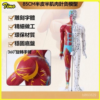可開發票中醫針灸穴位人體人體模型模型經絡紮針十二模特小皮全身練習按摩 人體針灸模型 人體針灸 針灸模型 經絡模型人體模型