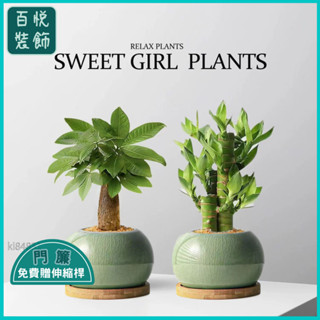 🔥桃園出貨⚜️【5362人收藏】髮財樹盆栽桌麵富貴竹室內花卉辦公室植物招財四季文昌竹客廳綠植