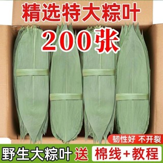 臺灣現_貨🔥幹粽子葉大號新葉包粽子的葉子大張幹粽葉端午節家用商用粽葉批發 小羊咩咩困