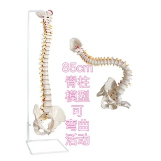 臺灣熱賣 【贈掛圖】45cm85cm彩色可彎曲人體脊柱解剖正骨練習手法脊椎人體骨骼模型