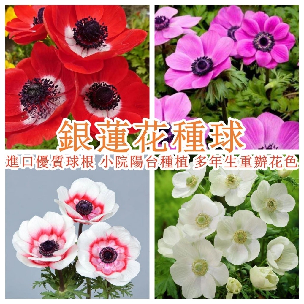 🌷【銀蓮花種球】荷蘭 進口球根 多年生重辦花色豐富耐寒秋植球根盆栽綠植花種花園綠化造景