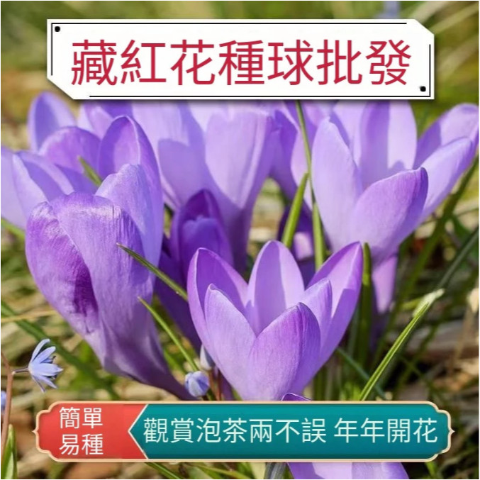 【藏紅花種球】四季開花藏紅花種子名貴球根花卉番紅花西紅花南北庭院陽臺耐寒耐旱耐高溫四季易種植多年生好養