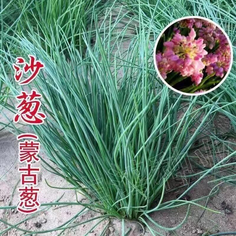 種子 野生沙蔥種子胡蔥種孑耐寒耐旱四季韭蔥香蔥盆栽陽臺蔬菜種籽內蒙/種籽蔬菜