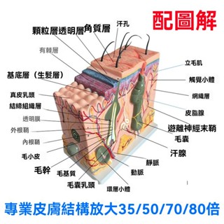 50倍人體皮膚組織結構放大解剖模型醫學美容整形立體皮膚放大模型