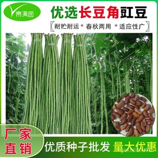 🔥特長豆角摘不敗豇豆種子春秋庭院田園易種蔬菜綠條四季豆種籽 ORDY