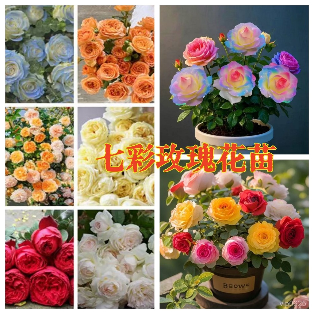 ✨【七彩玫瑰花苗】 稀有品種 玫瑰花  室內外盆栽 花卉 綠植 超美 超優