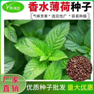 ✨薄荷種子 檸檬薄荷種子 驅蚊花草植物種子 四季陽臺盆栽薄荷種籽