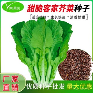 🔥批發四季客家芥菜種子甜芥菜大寬葉夏秋農家菜園青菜蔬菜種籽 M1CK