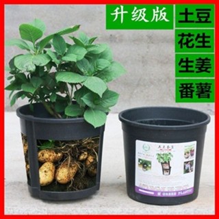【臺灣出貨】塑膠花盆加大種菜盆加厚土豆盆種植桶庭院陽臺花生芋頭生薑種植桶
