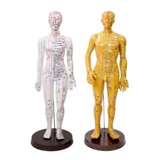 人體穴位模型 人體穴位經絡模型穴位 全身十二銅人模特圖 銅人模型 穴位圖 人體模型 全身十二經絡桐人練習人偶模特