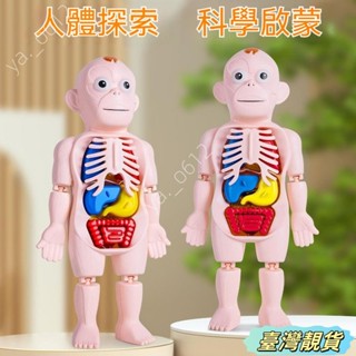 🔥臺灣靚貨🔥人體結構模型 人體器官人體骨架模型模擬醫學拚裝軀幹結構內臟科敎類人體器官模型 人體拼裝模型 人體器官模型