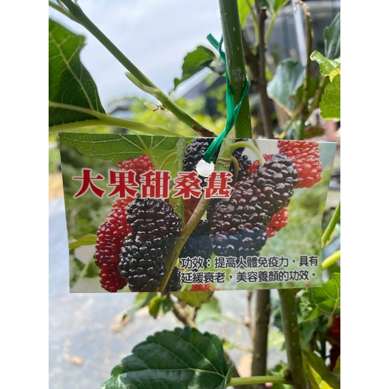 益森種苗🍃 大果甜桑椹