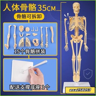 【桃園發貨】兒童醫學早敎骨骼模型組裝人體模擬骨架骷髏人可動模型骨頭人 人體器官模型