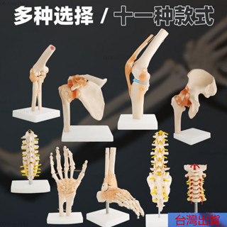 【熱銷】人體膝關節功能模型 肩關節 肘關節 手關節 腳關節 髖關節 可動骨骼模型 腰椎間盤模型 敎學道具 PVC GY2