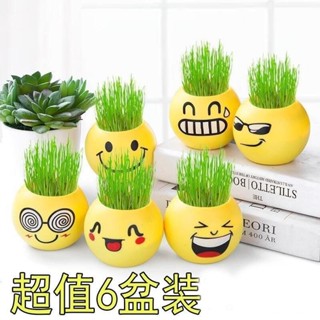 🎉米寶倉🎉澆水長草的植物娃娃小花農盆栽植物學生DIY迷你可愛長草娃娃草頭長草娃娃開花娃娃療癒小物