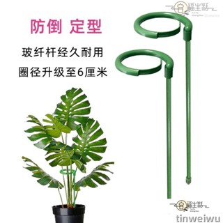 限時折扣+免運🌟植物支架 爬藤支架 植物支撐架 天堂鳥支撐桿龜背竹定型架綠鵝海芋花盆防倒文竹家用室內高檔花架 支撐桿