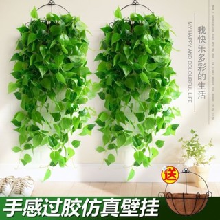 🌸臺灣出貨🌸模擬綠蘿植物假綠葉吊蘭裝飾壁掛藤條葉子塑膠室內吊籃掛墻假花藤