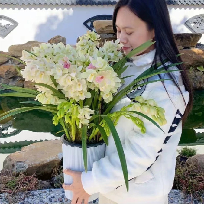 【白玉蘭種球】爆盆高檔白玉香蘭球根 四季開花 濃香型凈化空氣高端蘭花苗 超長花期簡單好養 多年生超低價