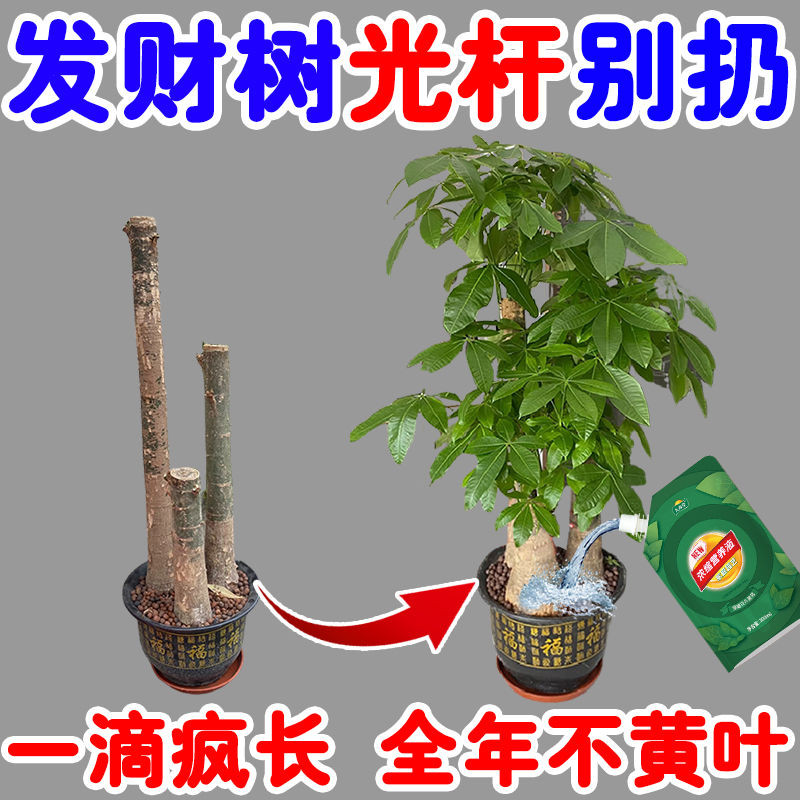 台灣出貨【1.1萬人好評】發財樹黃葉病全治葉子發黃枯萎急救葉斑病發財樹營養液肥料專用肥