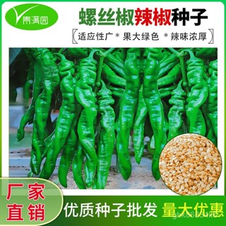🔥香辣螺絲辣椒種子蔬菜種子薄皮青椒四季庭院盆栽青螺絲椒辣椒種子 BRZK
