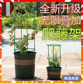 植物支架 植物支撐 植物支撐桿 盆栽支撐架 盆栽支架 爬藤支架 花盆支架 蘭花支架 園藝支架 種植蝴蝶蘭