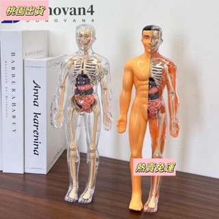 【臺灣發貨】3d人體軀幹模型,塑膠DIY人體模型科學認知益智玩具,教育玩具透明蒙臺梭利兒童骨架模型