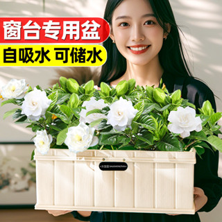 種植盆 蔬菜槽 花槽 菜盆 菜圃 蔬菜箱 蔬菜盆 種植箱 栽培盆 自動吸水花盆 陽臺窗臺專用 窄邊花盆 加厚樹脂塑膠長形